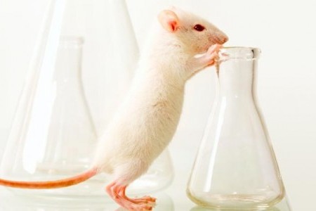 lab mice memory loss