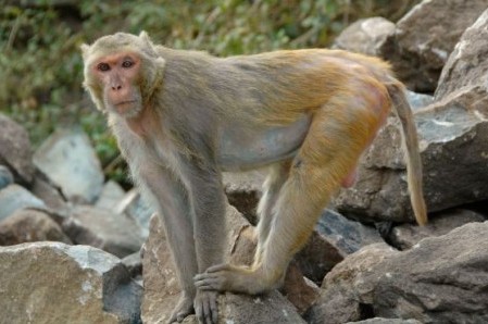 Brazil Tests New HIV Vaccine on Rhesus Monkeys 1 Brazil Tests New HIV Vaccine on Rhesus Monkeys