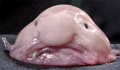 Blobfish is a grotesque sea creature
