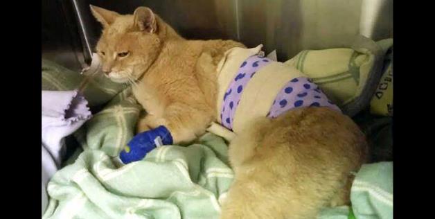 C881ED6A1E9563A7B9E1D031EE6F3_h316_w628_m5_cOnnlXwCm