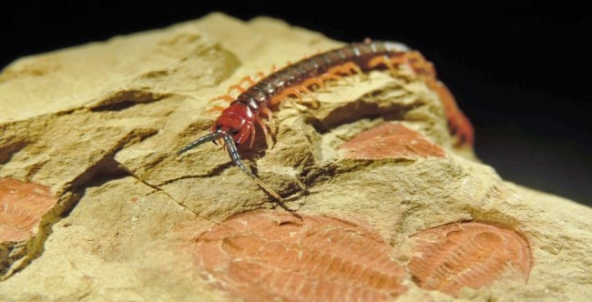 Cambrian Explosion an evolutionary puzzle