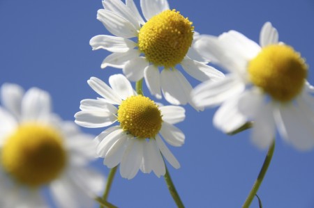 Chamomile_Medium