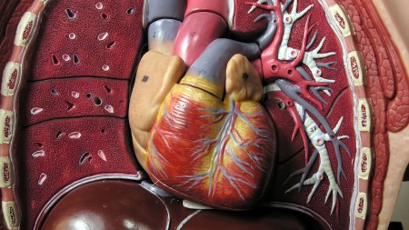 Need an Organ? Fire Up the Printer