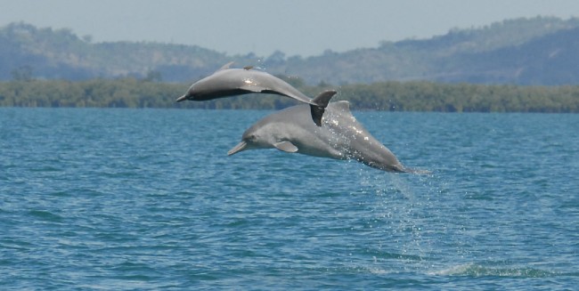Dolphin Species Discovered off Australian Coast 1 Dolphin species discovered off australian coast