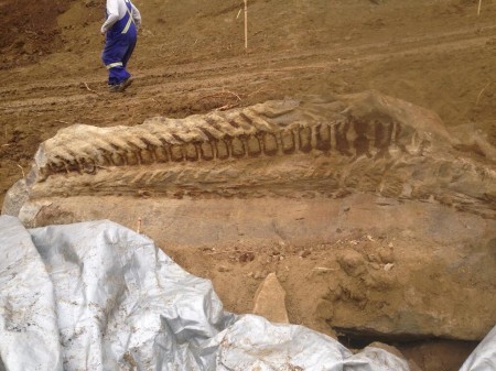 Alberta dinosaur find