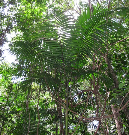 Study: Amazon Rainforest Estimated to Have 16,000 Species of Trees ...