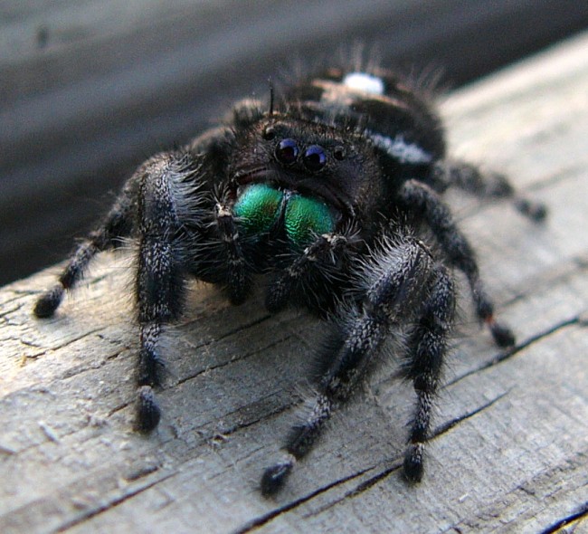 Jumping_Spider