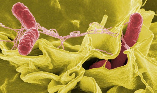 Salmonella outbreak spread to trigger closure of Foster Farms Plants