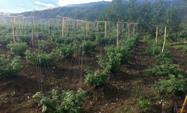 Cocaine Fat Cats Immune from Most Danger