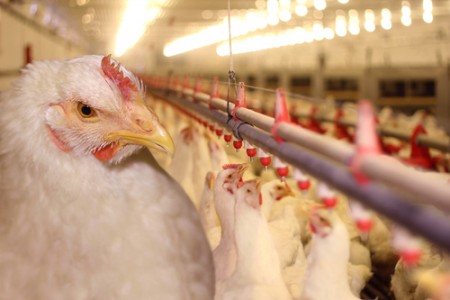 Chicken Meat Sold in USA Contains Arsenic 1 Chicken coop