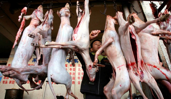 Dog Meat - Does China Want to Export it to the US? 1 dog meat