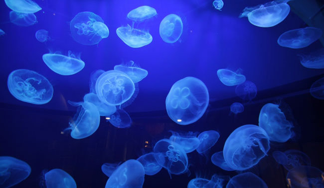 jellyfish-bloom
