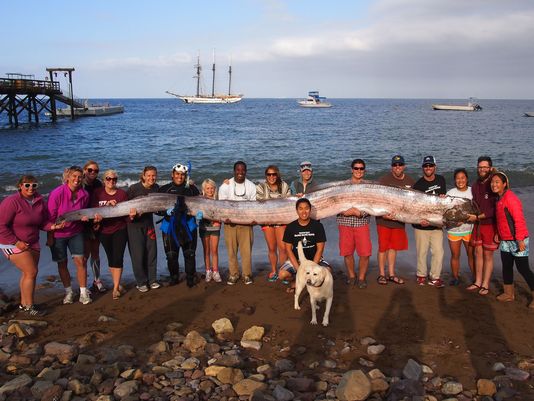 Rare Sea Creature Oarfish Discovered off California Coast 1 Rare Sea Creature Oarfish Discovered off California Coast