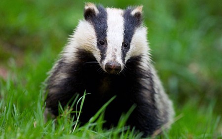 owen paterson badger cull