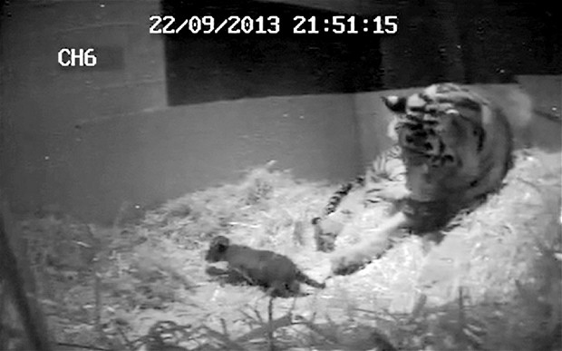 Tiger Cub Born at London Zoo, First in 17 Years