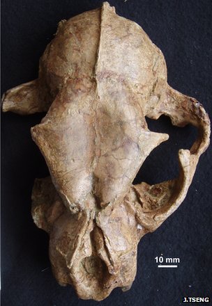 Big cat skull discovered in Tibet