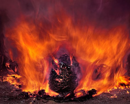 Dinosaurs a legacy of life