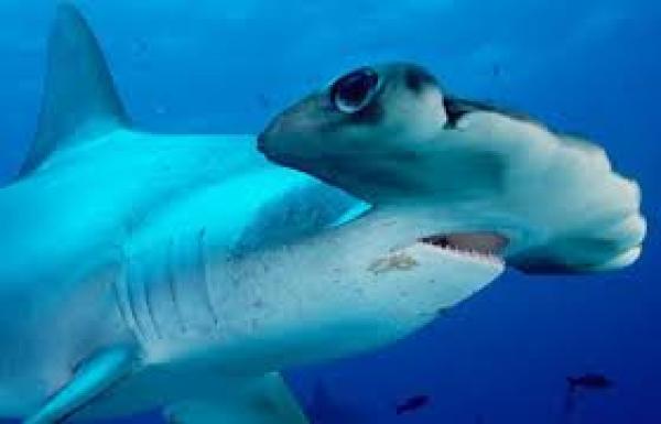 Carolina Hammerhead Sharks Latest Shark Species Discovered 1 Carolina Hammerhead Shark