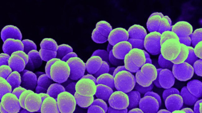 Meningitis bacterium