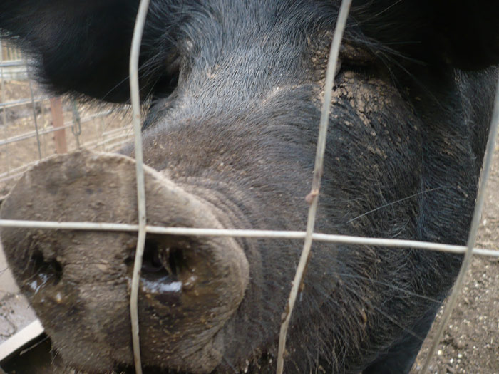 Pigs were used in mob boss's murder