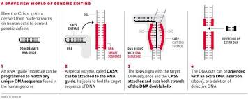 Genetic Therapy Crispr Radical Game-Changer Against Incurable Conditions