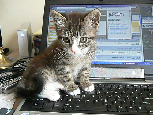 Dell Users Complain: Laptops Smell Like Cat Pee