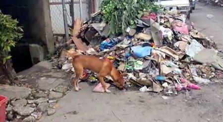 Philippines Disaster Rescue for Animals