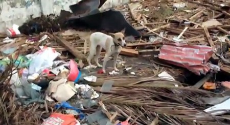 Philippines Disaster Rescue for Animals