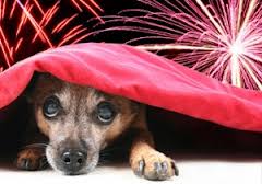 Dogs are scared of  fireworks