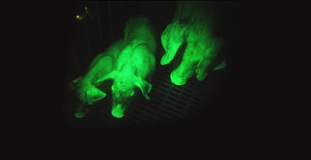 Glow-In-the-Dark Pigs Prove DNA Transplants are Possible 1 Glow-In-the-Dark Pigs Prove DNA Transplants are Possible