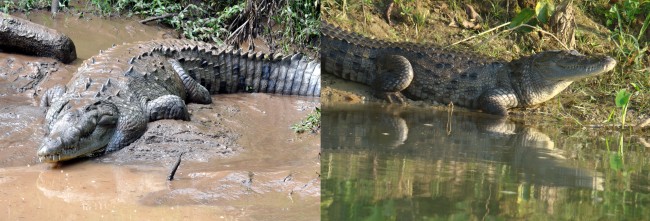 Crocodiles and Alligators Use Stick-Displaying Predation Technique to ...