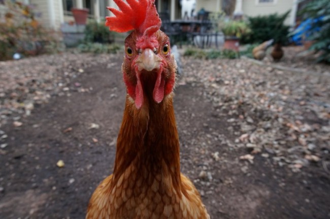 Antibiotic resistance and chicken