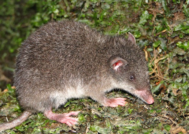 GuardianLiberty Voice Top Ten Animal Species Discovered in 2013