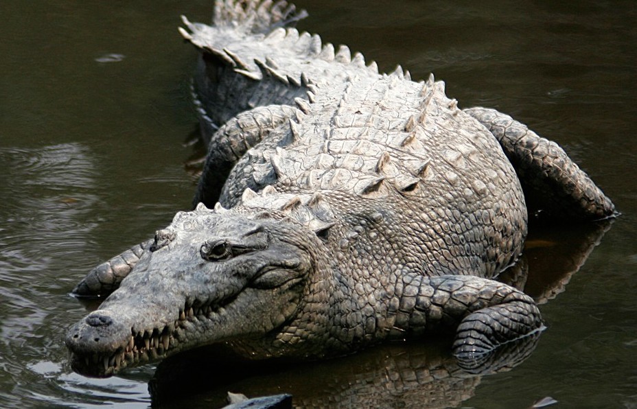 Crocodiles use stick displaying predation technique to hunt prey