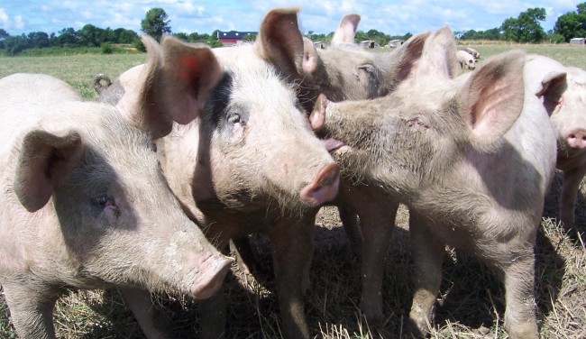 David Cameron to Ship Pig Semen in Multi-Million Pound Deal with China