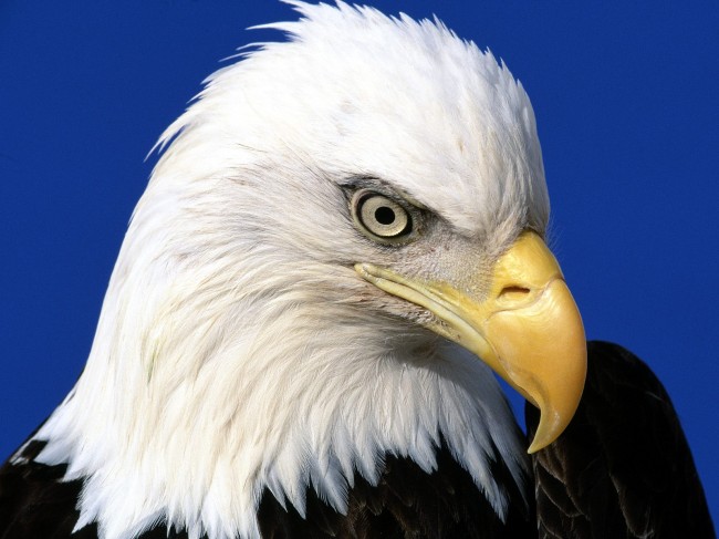 Endangered Species Act's Bald Eagle