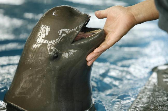 endangered species Yangtze Finless Porpoise