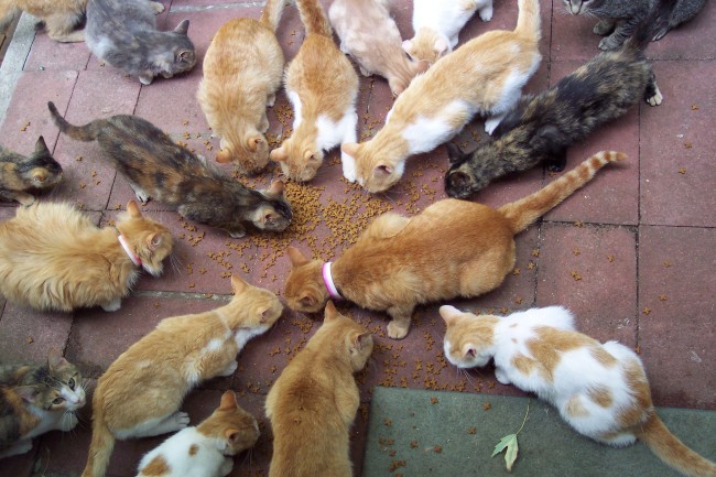 Japan Cat Burglar Stole $185,000 Worth of Goods to Feed 120 Cats