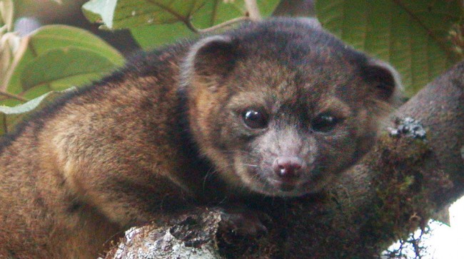 Guardian Liberty Voice Top Ten Animal Species Discovered in 2013