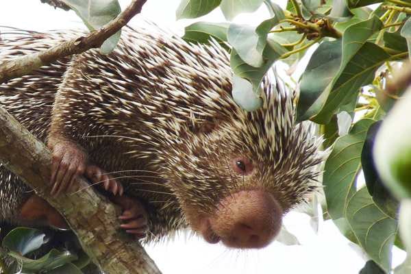 Guardian Liberty Voice Top Ten Animal Species Discovered in 2013