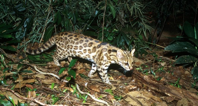 Guardian Liberty Voice Top Ten Animal Species Discovered in 2013