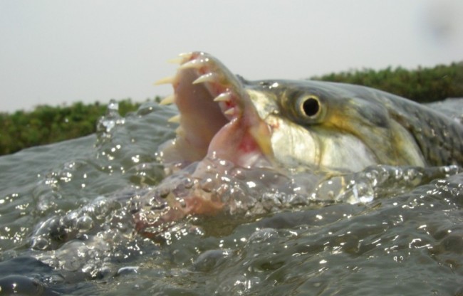 African tigerfish plucks barn swallows in mid flight