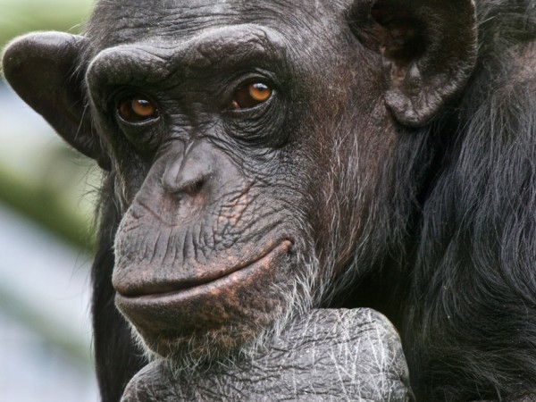 Chimpanzees Gesture to Talk - Guardian Liberty Voice