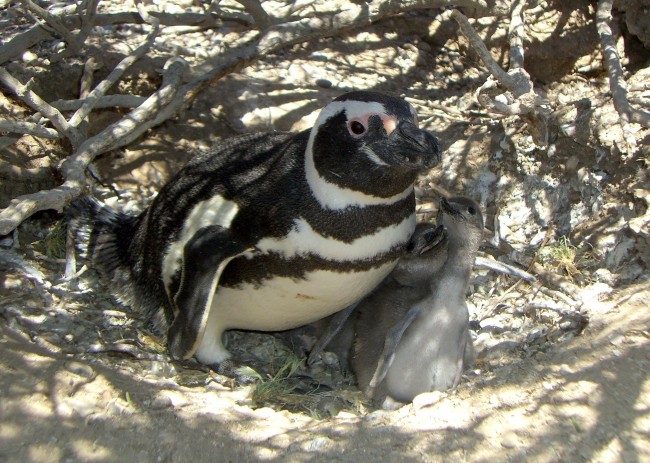 Climate Change Killing Baby Penguins