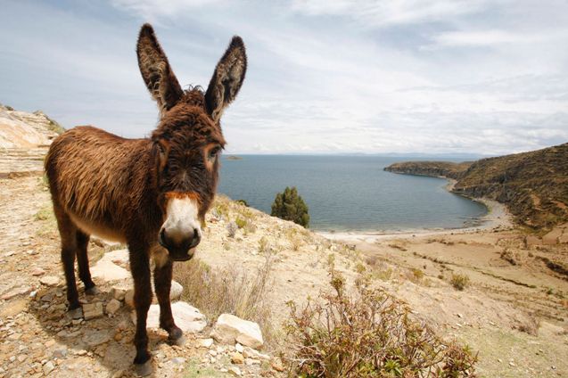 Walmart tainted donkey meat