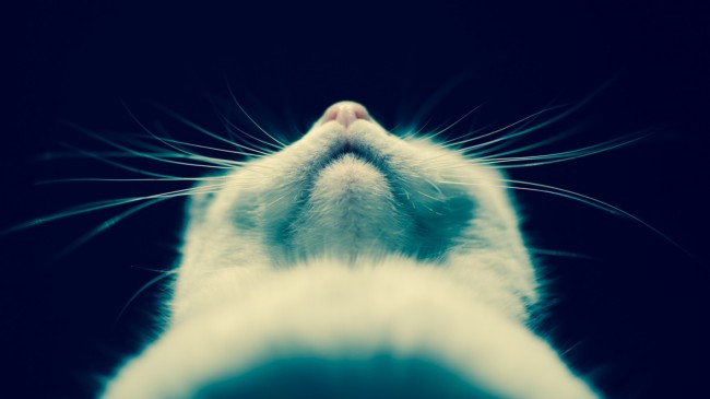 E-Whiskers With Tactile Sensor Networks Developed by Berkeley 1 E-whiskers with tactile sensor networks developed by Berkeley