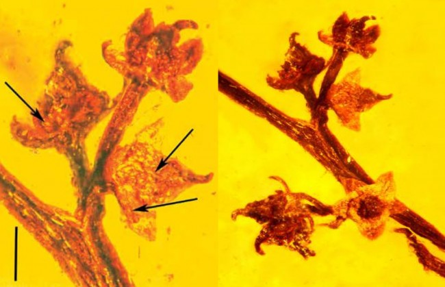 Amber Fossil Shows Ancient Reproduction in Flowering Plant