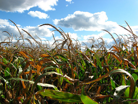 Chemical Corn in the Land of Aloha
