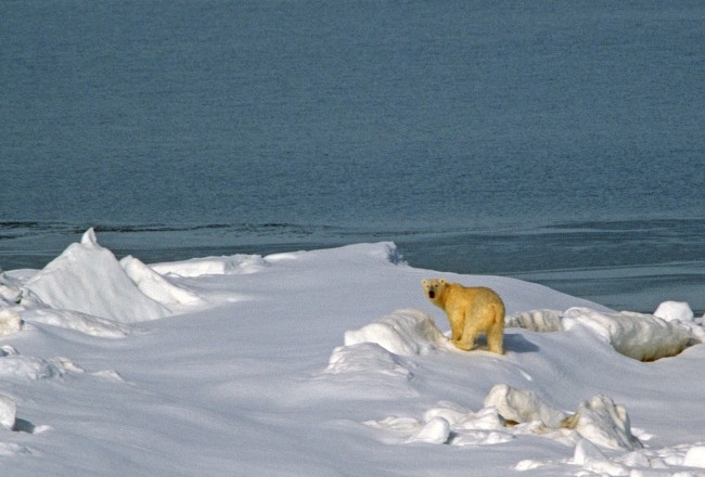 Global Warming Gives Polar Bears New Hunting Grounds Global Warming