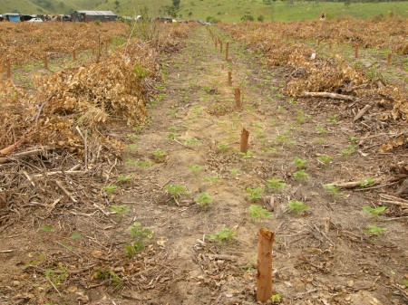 Land reform, South Africa, world